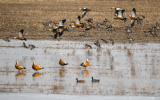 Photos Chine : oiseaux migrateurs en Mongolie intrieure