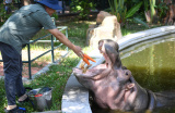 Photos Chine : les animaux se rafrachissent au zoo de Canton