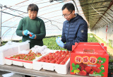 Photos Chine : rcolte des fraises  Pkin
