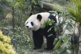 Photos Chine : pandas gants  Chongqing