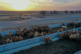 Photos Chine : industrie de l'levage de chameaux au Xinjiang