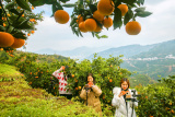 Photos Chine : ventes en lignes d'oranges au Hubei