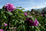 Photos Chine : pivoines en fleur dans le parc Yuanmingyuan