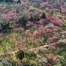 Photos Chine : pruniers en fleurs  Nankin