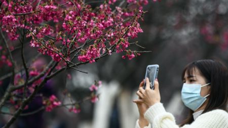 (miniature) Une touriste prend des photos de fleurs de cerisier dans un parc forestier à Nanning
