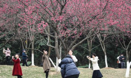 (miniature) Des touristes admirent des fleurs de cerisier dans un parc forestier à Nanning