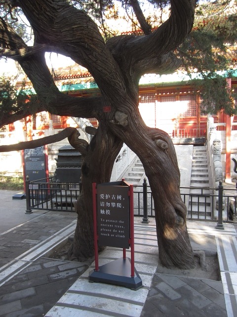 Un vieux cyprès au tronc tordu devant l’escalier de marbre de la salle de la Paix impériale, avec un panneau demandant de ne pas toucher aux arbres anciens.