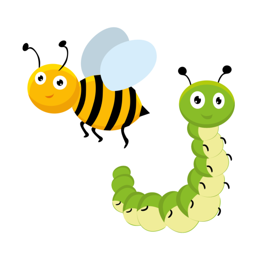 vocabulaire des insectes