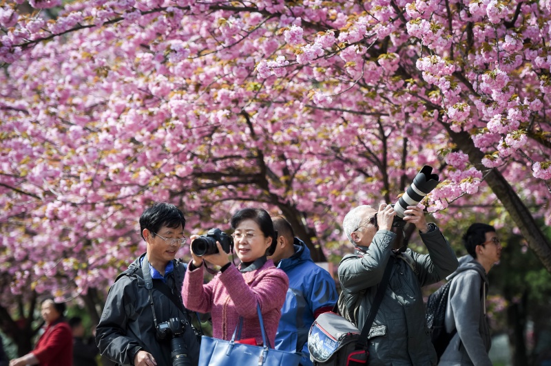 Photos Chine Cerisiers En Fleurs Dans Lanhui Chine