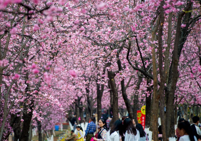 Photos Chine Les Cerisiers En Fleurs à Kunming Chine