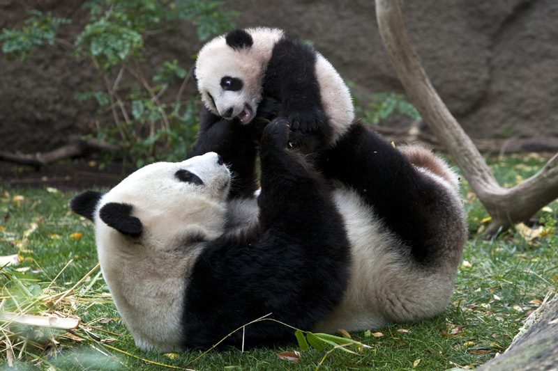 Pandas Les 30 Photos Les Plus Craquantes Chine Informations