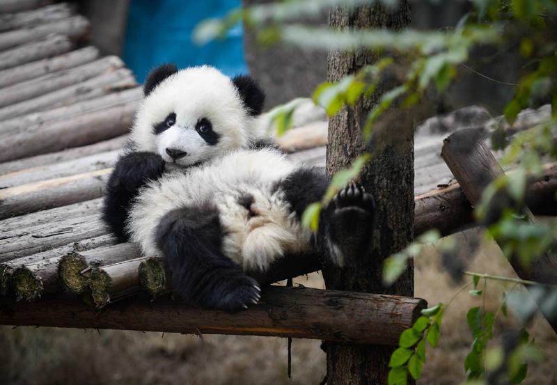 Панда детеныш москва. Панда с детёнышем. Панды lbntyso. Панда фото. Самая красивая Панда.