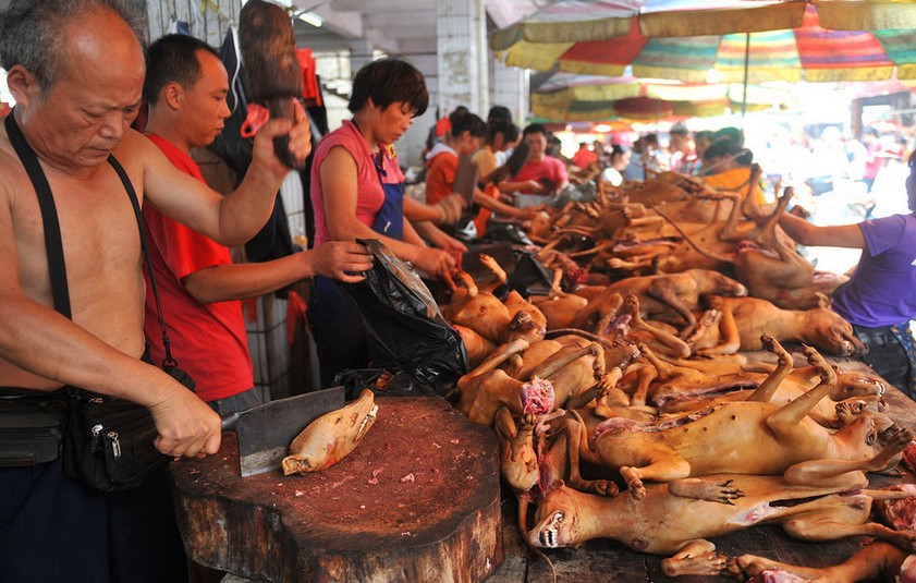 Festival de la viande de chien — Chine Informations