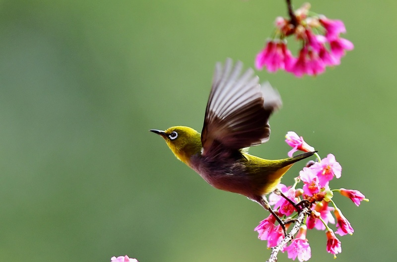 Photos Chine Cerisiers En Fleurs Au Fujian Chine