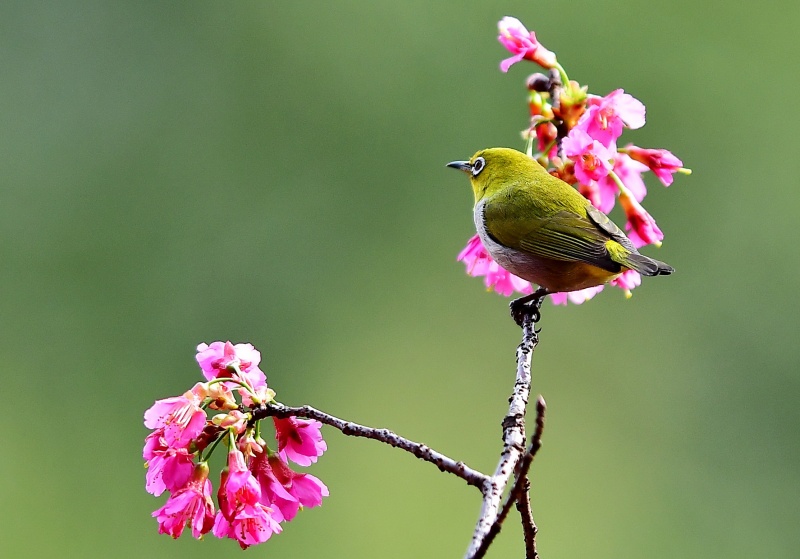 Photos Chine Cerisiers En Fleurs Au Fujian Chine