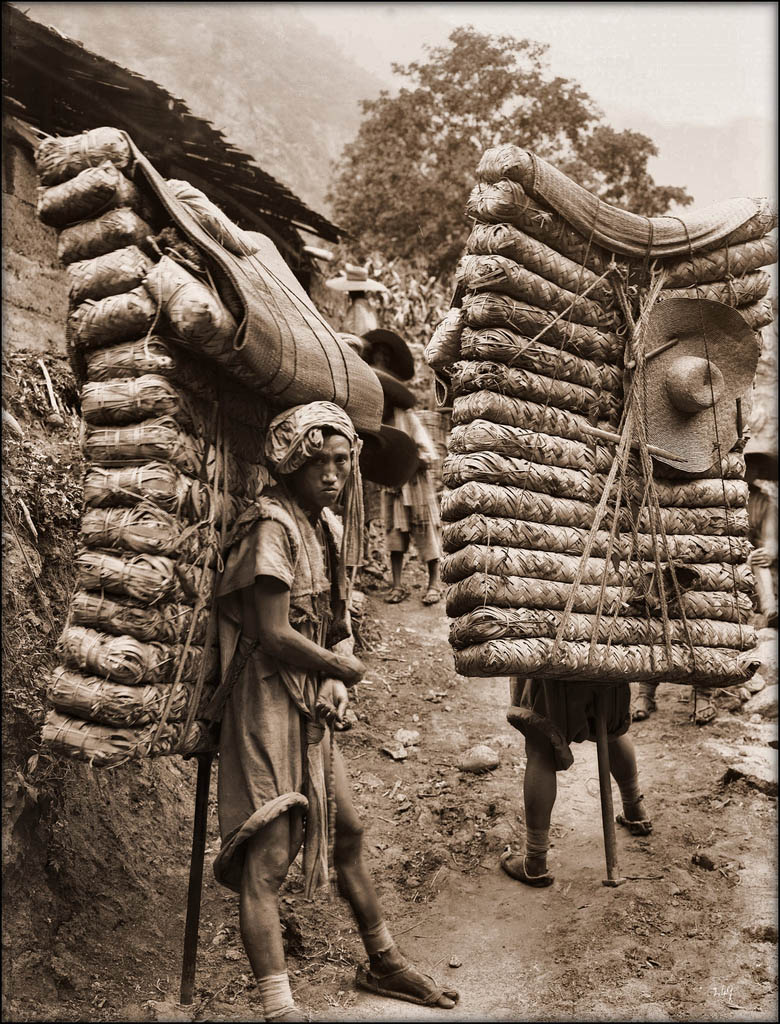 Porteurs de thé dans le Sichuan (1908, Ernest H. Wilson)