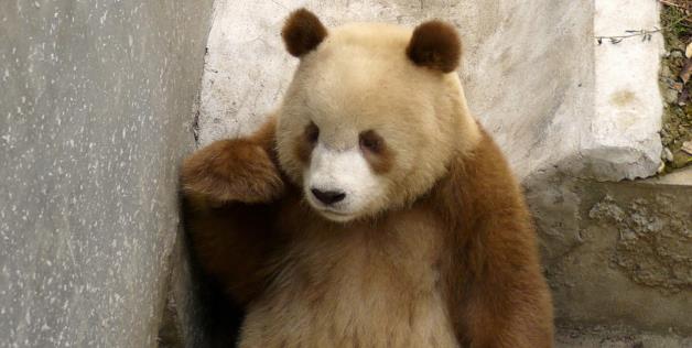 panda brun