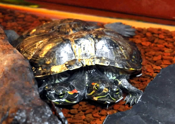 Tortue à deux têtes