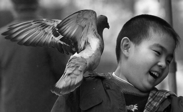 pigeon