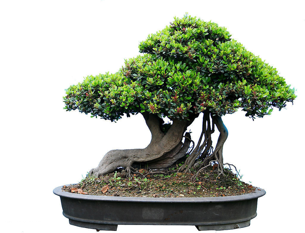 penjing
