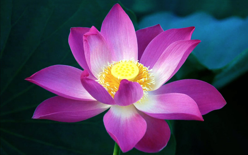 lotus