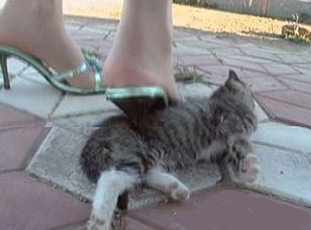 chat écrasé par une chaussure à talon