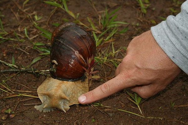 escargot gean