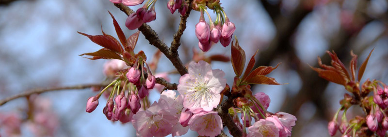 fleurs de cerisier