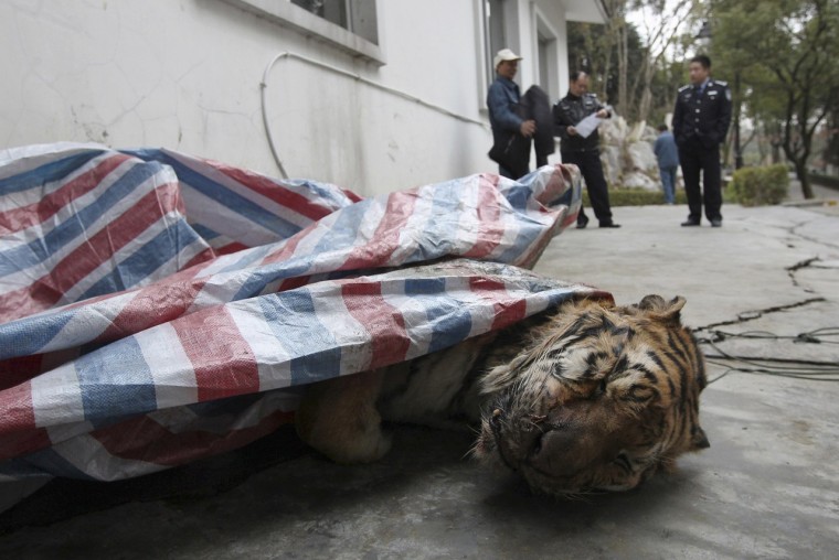 tigre abattu