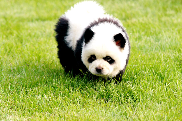chien-panda