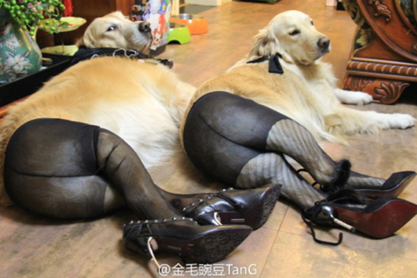 chien en collant