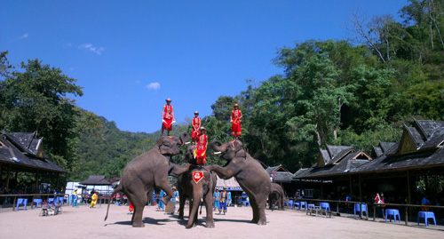 spectacle d'éléphants