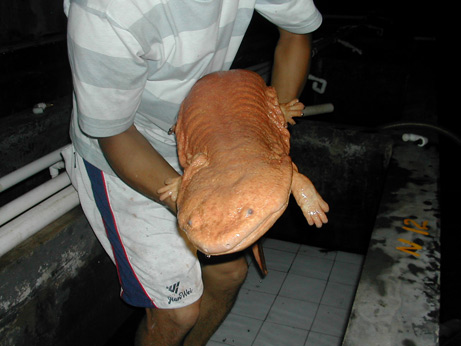 Salamandre géante