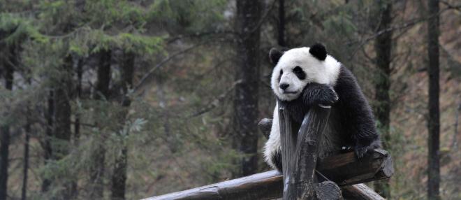 Panda Géant