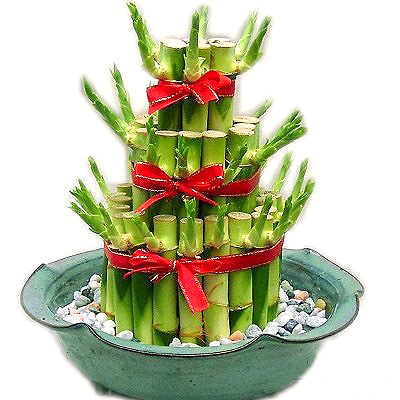lucky bamboo