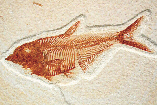 fossile de poisson