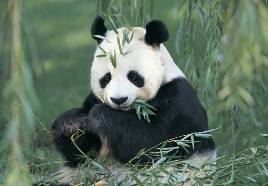 panda géant