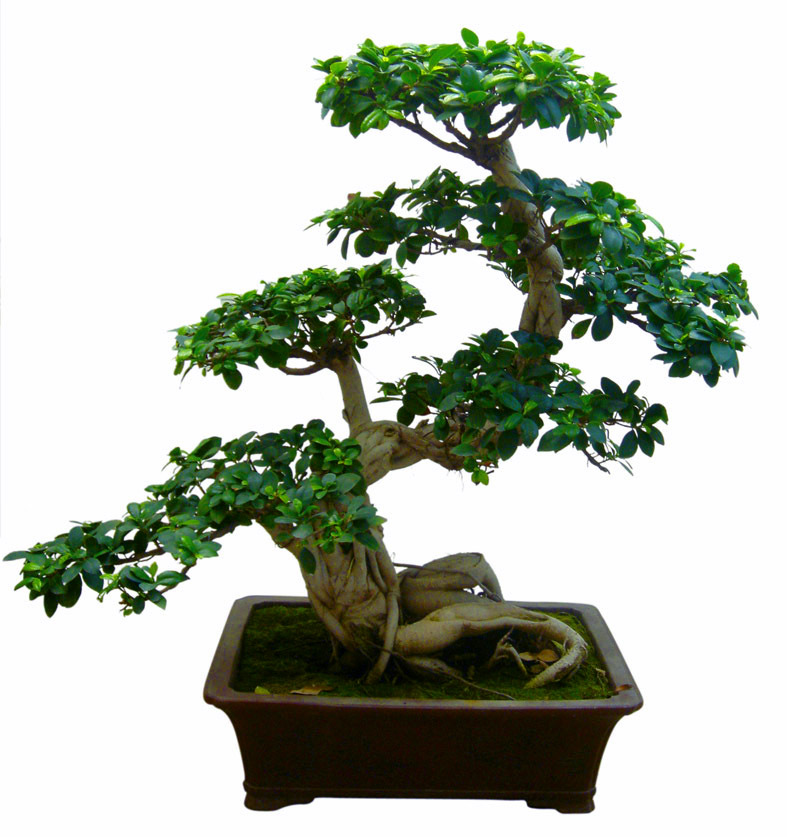 bonsai
