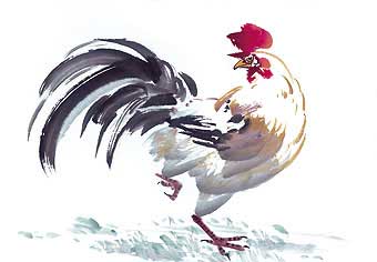 coq chinois