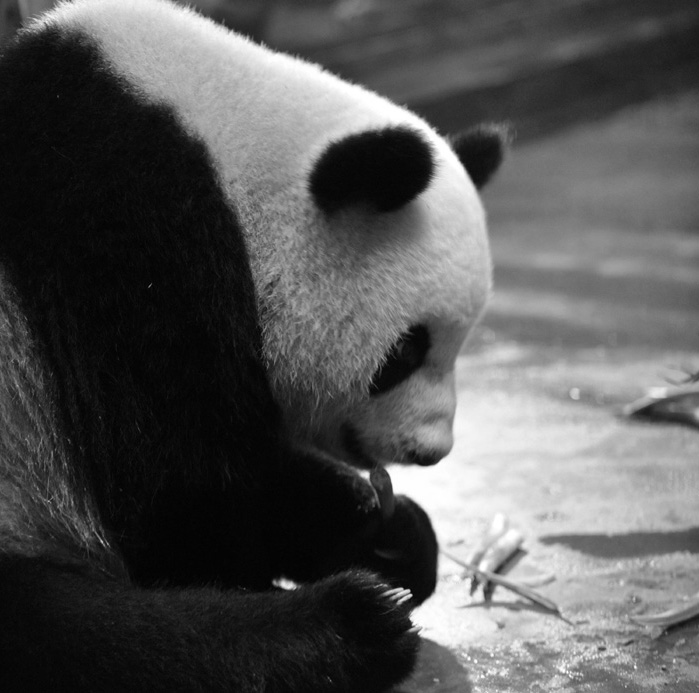 panda N&B