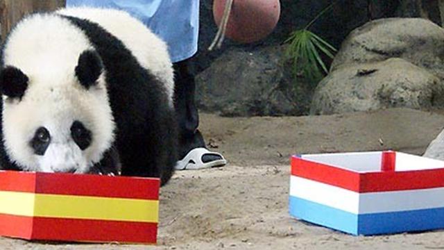 panda oracle