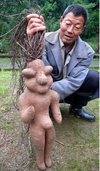 legume insolite