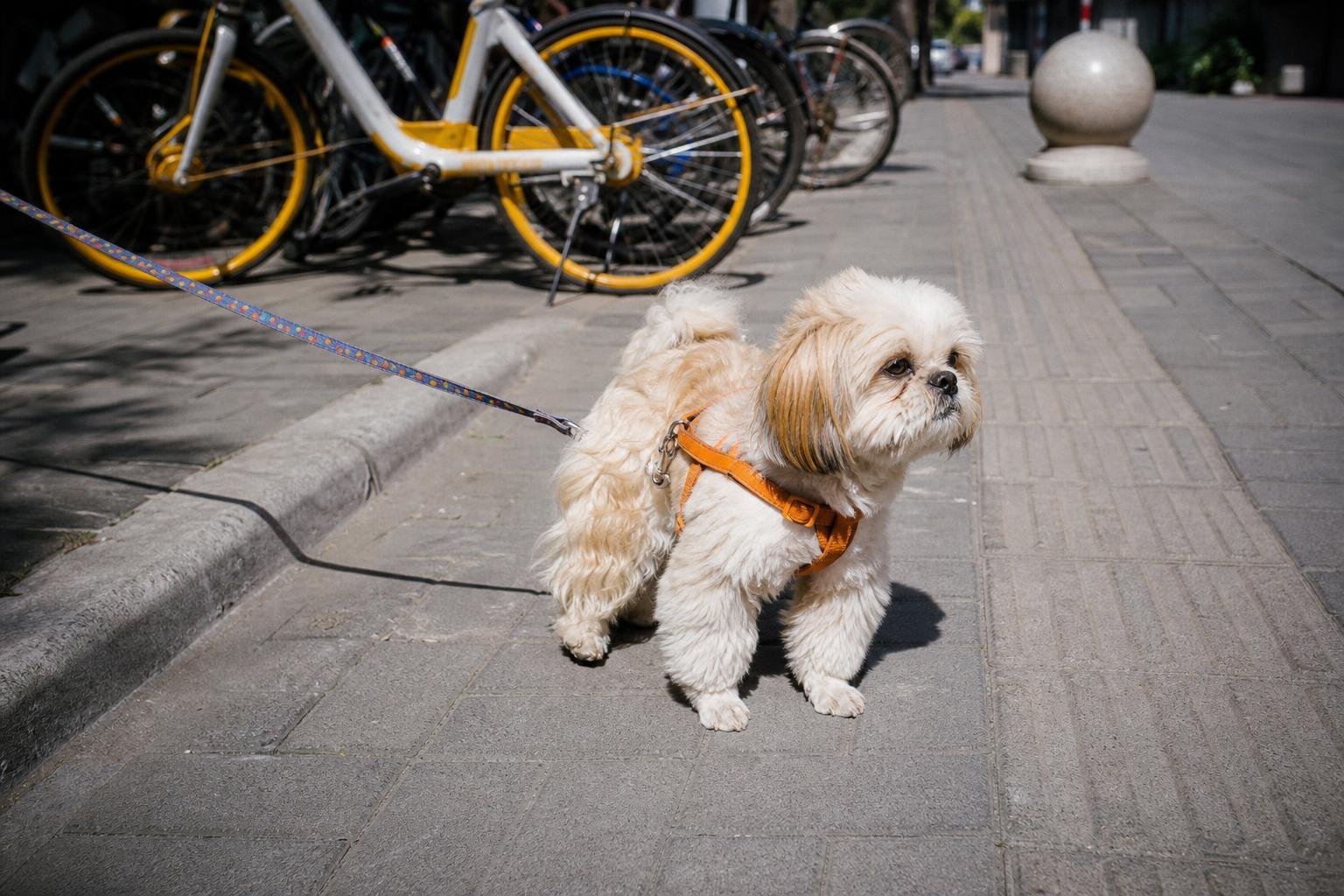 Chien tenu en laisse sur un trottoir