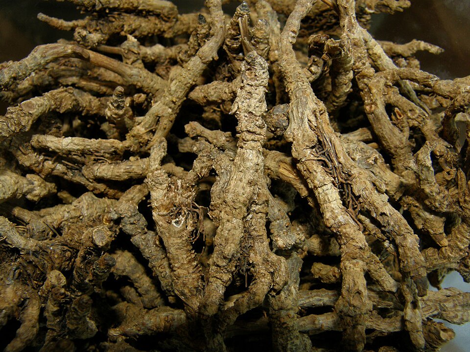 Rhizomes séchés de coptis