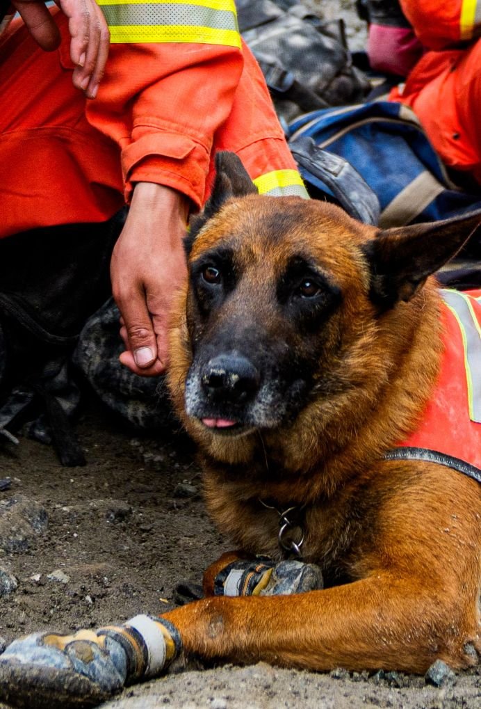 Un sauveteur caresse un chien de recherche au museau poussiéreux, allongé au sol