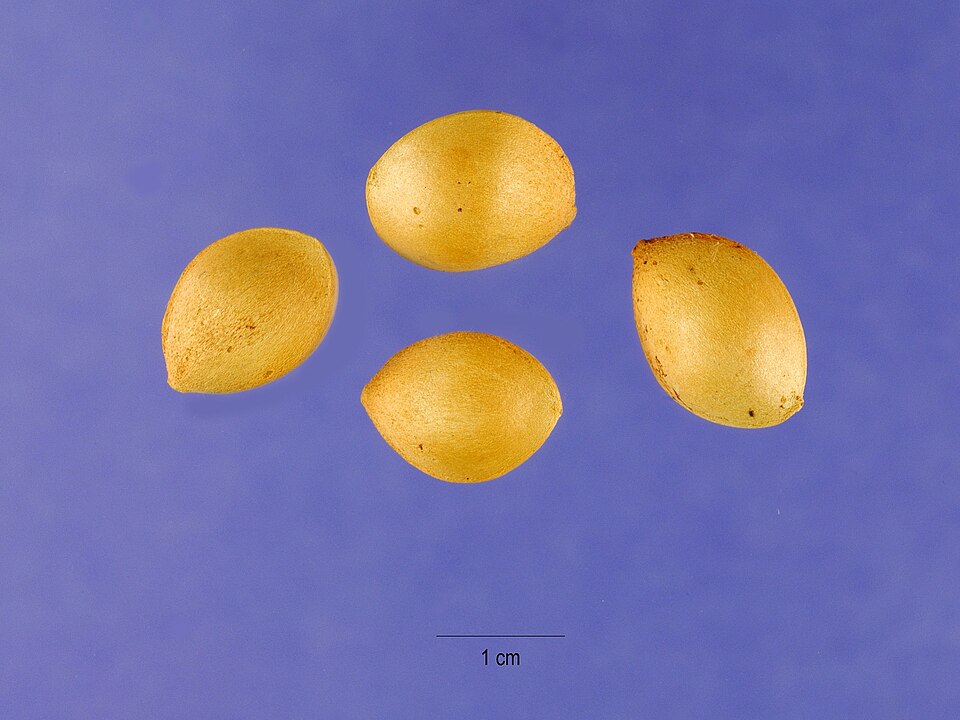 Graines de ginkgo