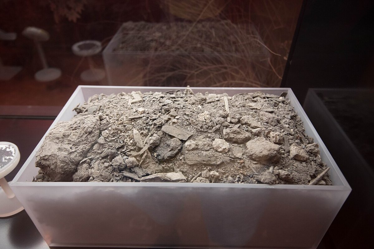 Bloc de sédiment gris contenant des grains et des débris de riz carbonisés, présenté dans un coffret transparent au musée de Hemudu