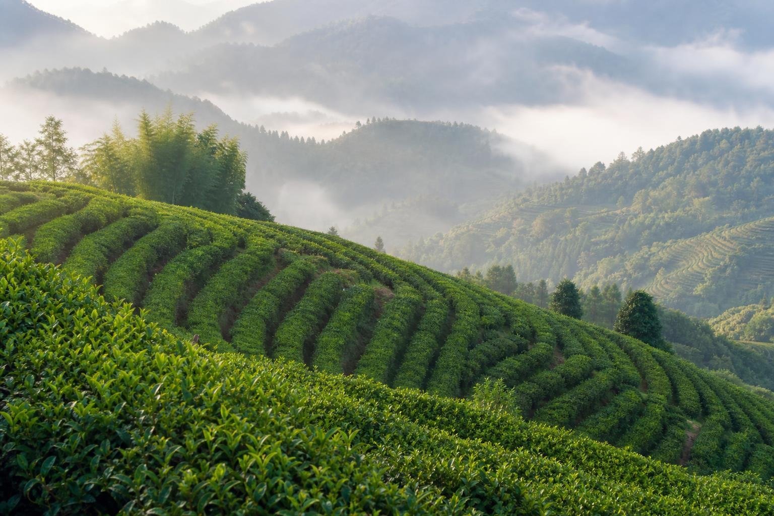 Plantations de thé en terrasses dans les collines du Yunnan