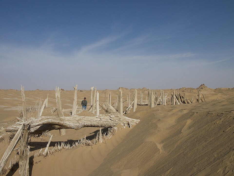 Des poteaux de bois blanchis, tordus et à demi ensevelis, sortent d'une crête de sable ondulée ; au-delà, les dunes s'étirent jusqu'à l'horizon sous un ciel bleu pâle rayé de nuages fins.