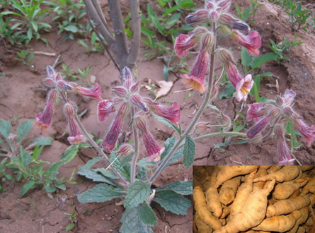 Pied fleuri de Rehmannia glutinosa et ses racines tubérisées